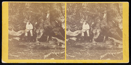 #97 - In the Mariposa Grove