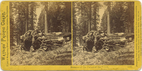 #1165 - Remains of the Father of the Forest