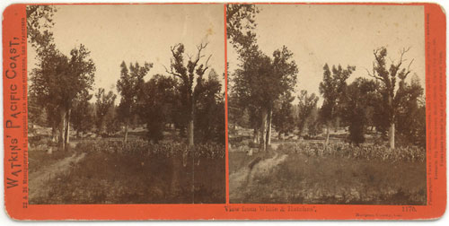 #1176 - View from White & Hatches', Mariposa County