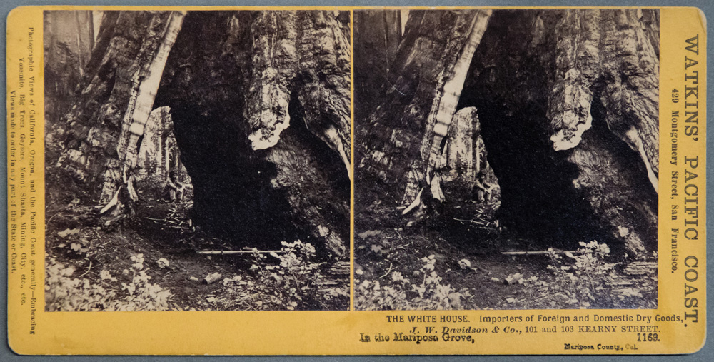Watkins #1169 - In the Mariposa Grove, Mariposa County, Cal.