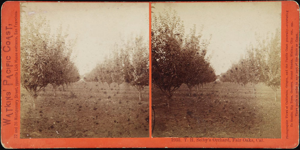 Watkins #1933 - T.H. Selby's Orchard, Fair Oaks, Cal.