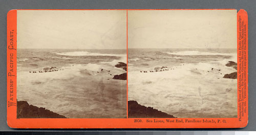 #2050 - Sea Lions, West End, Farallone Islands, P.O.