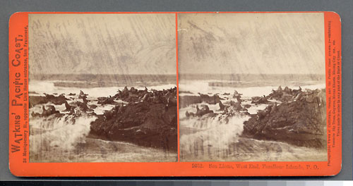 #2052 - Sea Lions, West End, Farallone Islands, Pacific Ocean