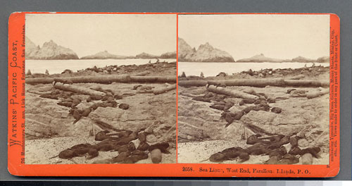 #2058 - Sea Lions, West End, Farallone Islands, Pacific Ocean