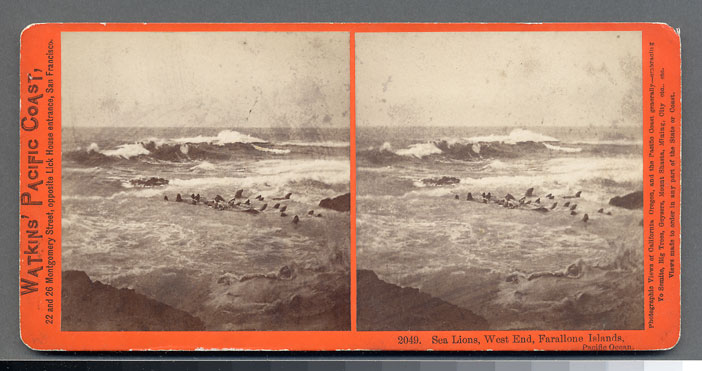 Watkins #2049 - Sea Lions, West End, Farallone Islands, Pacific Ocean