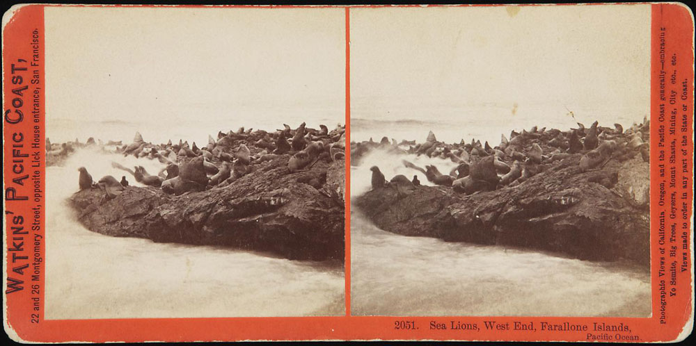 Watkins #2051 - Sea Lions, West End, Farallone Islands, Pacific Ocean