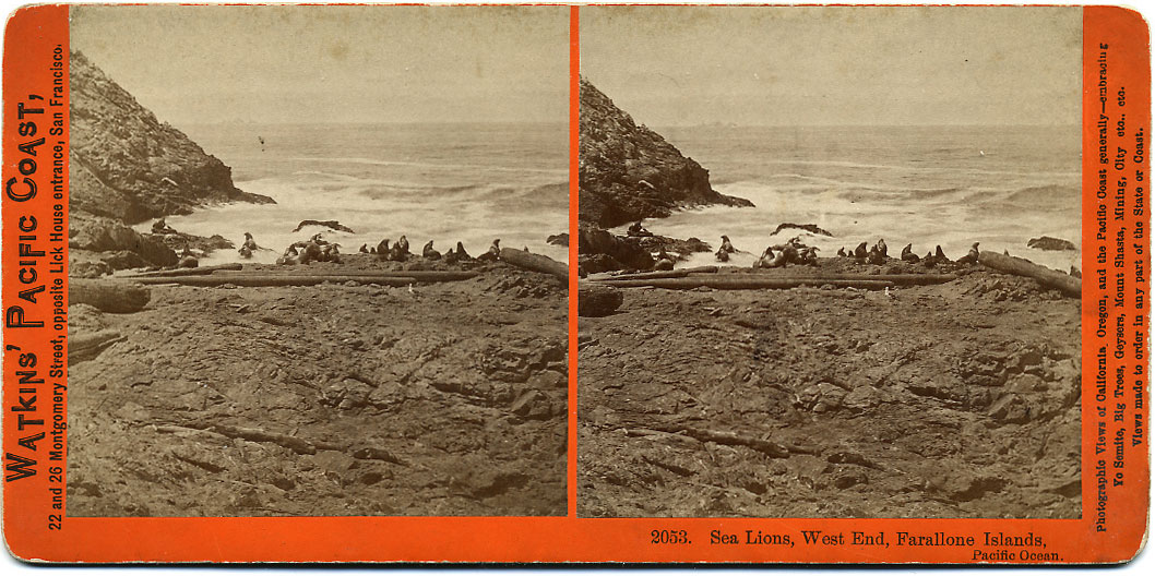 Watkins #2053 - Sea Lions, West End, Farallone Islands, Pacific Ocean