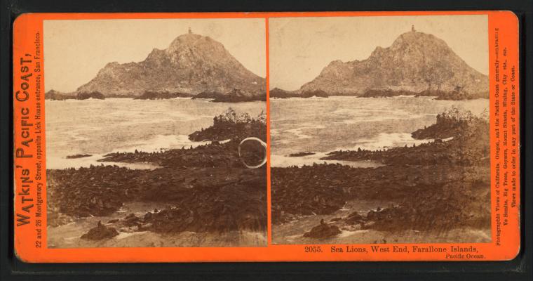 Watkins #2055 - Sea Lions, West End, Farallone Islands, Pacific Ocean