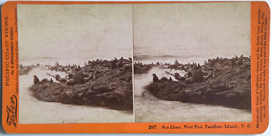 Watkins #2057 - Sea Lions, West End, Farallone Islands, Pacific Ocean