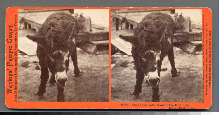 Watkins #2072 - The Oldest Inhabitant of the Farallone Islands