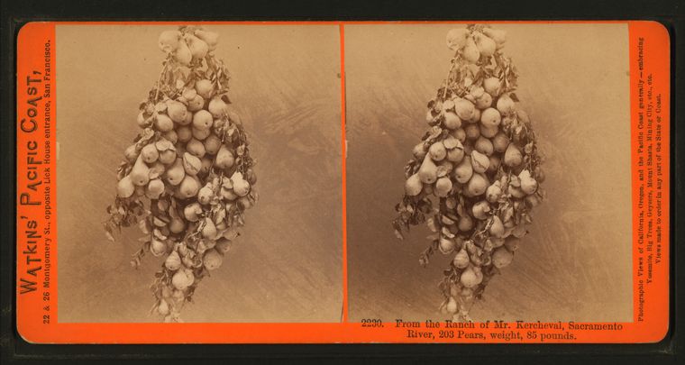 #2230 - From the Ranch of Mr. Kercheval, Sacramento River, 203 pears, weight, 85 pounds.