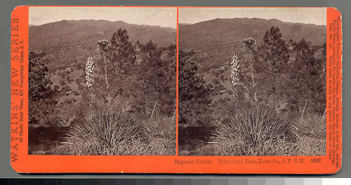 #3666 - Bayonet Cactus, Tehachapi Pass, Kern Co., S.P.R.R.