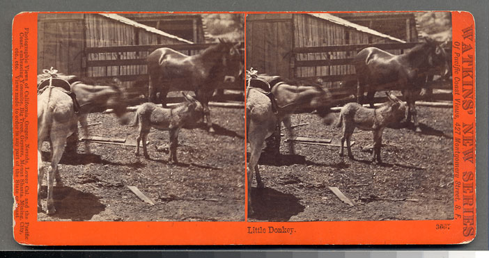 Watkins #3667 - Little Donkey.