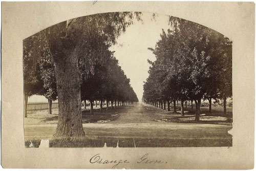 Unnumbered View - Orange Grove