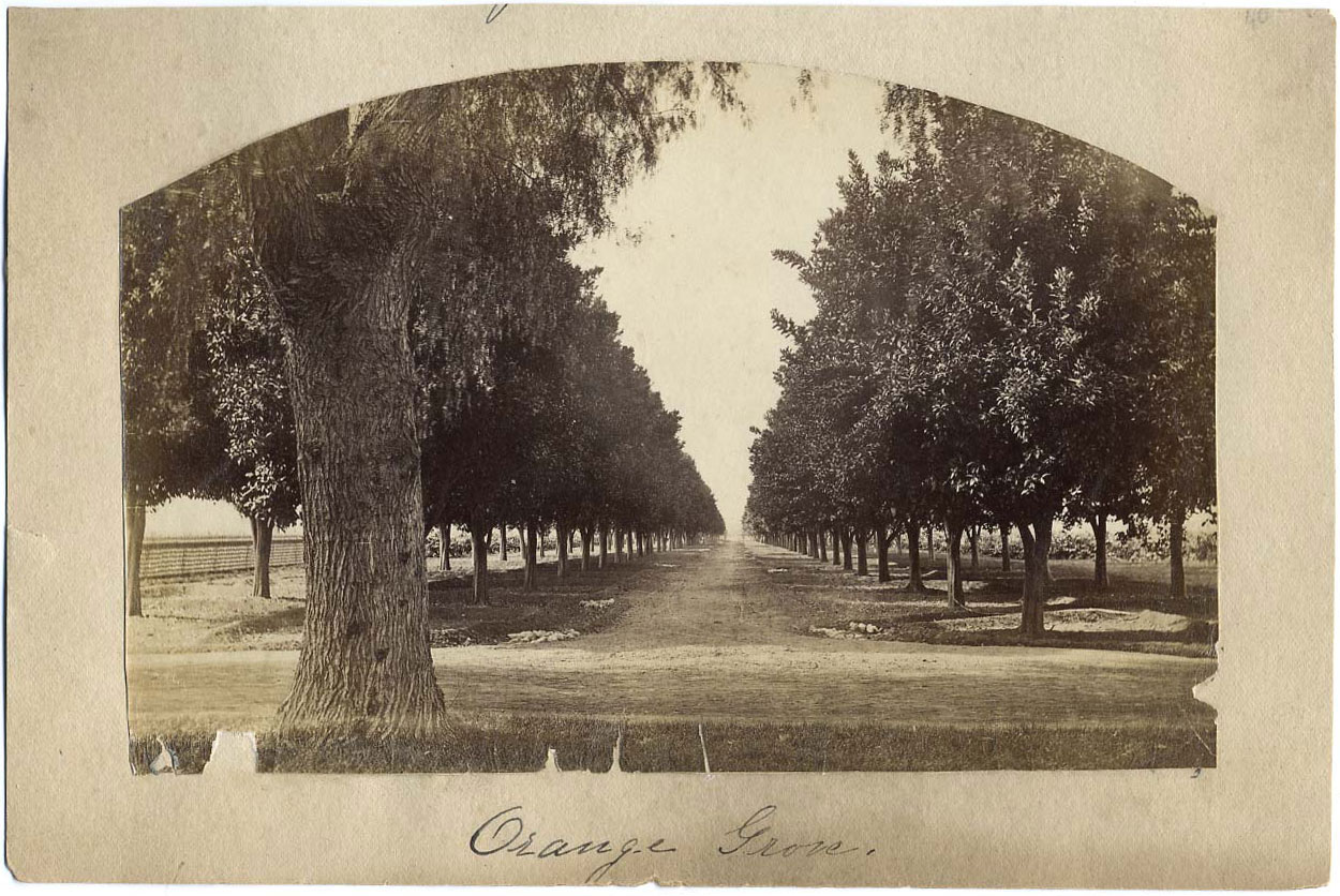 Watkins Unnumbered View - Orange Grove