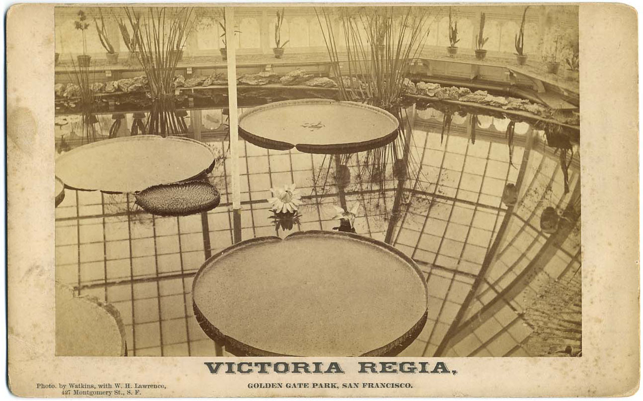 Watkins Unnumbered View - Victoria Regia, Golden Gate Park, San Francisco,
