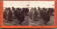 5061 - Camp Capitola, Santa Cruz, Cal.